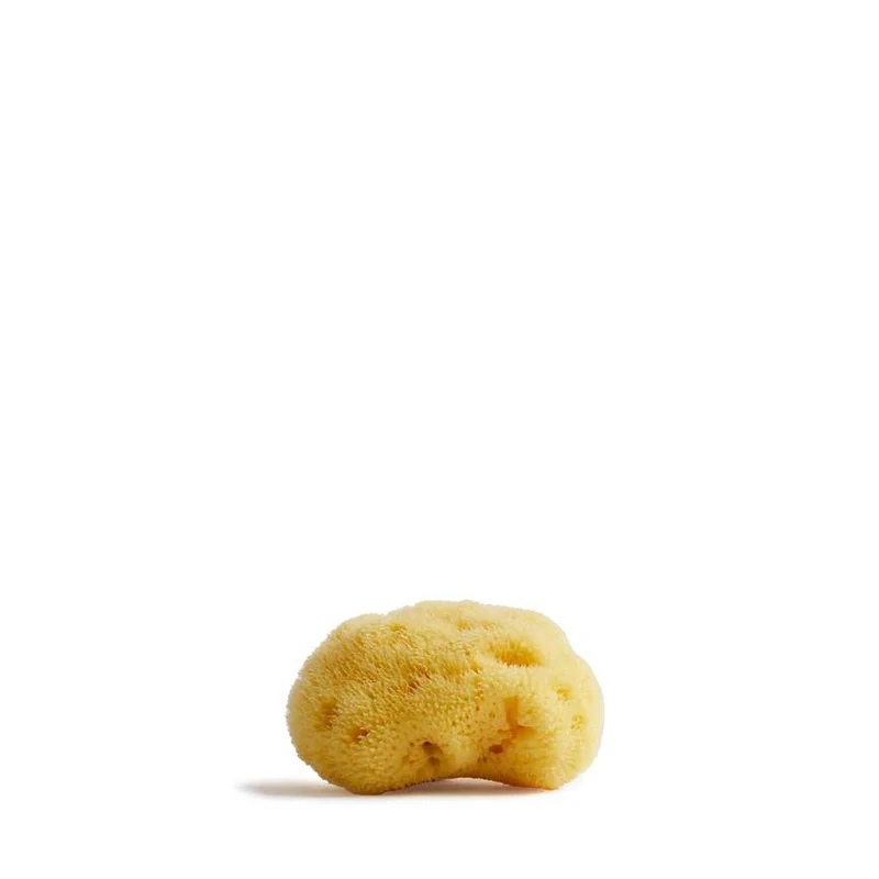 Team Dr. Joseph - Sea Sponge